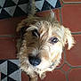 Looky a rejoint le concours — aidez-le/la à gagner de superbes lots ! bosnian_coarse_haired_hound, carnivoran, companion_dog, dog, dog_breed, dog_like_mammal, glen_of_imaal_terrier, irish_soft_coated_wheaten_terrier, irish_terrier, miniature_schnauzer, norfolk_terrier, schnoodle, snout, sporting_lucas_terrier, terrier, welsh_terrier, wire_hair_fox_terrier