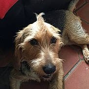 Looky participe au concours pour gagner de l'argent avec cette photo : bosnian_coarse_haired_hound, carnivoran, companion_dog, dog, dog_breed, dog_like_mammal, dutch_smoushond, glen_of_imaal_terrier, irish_terrier, lakeland_terrier, norfolk_terrier, puppy, snout, sporting_lucas_terrier, terrier