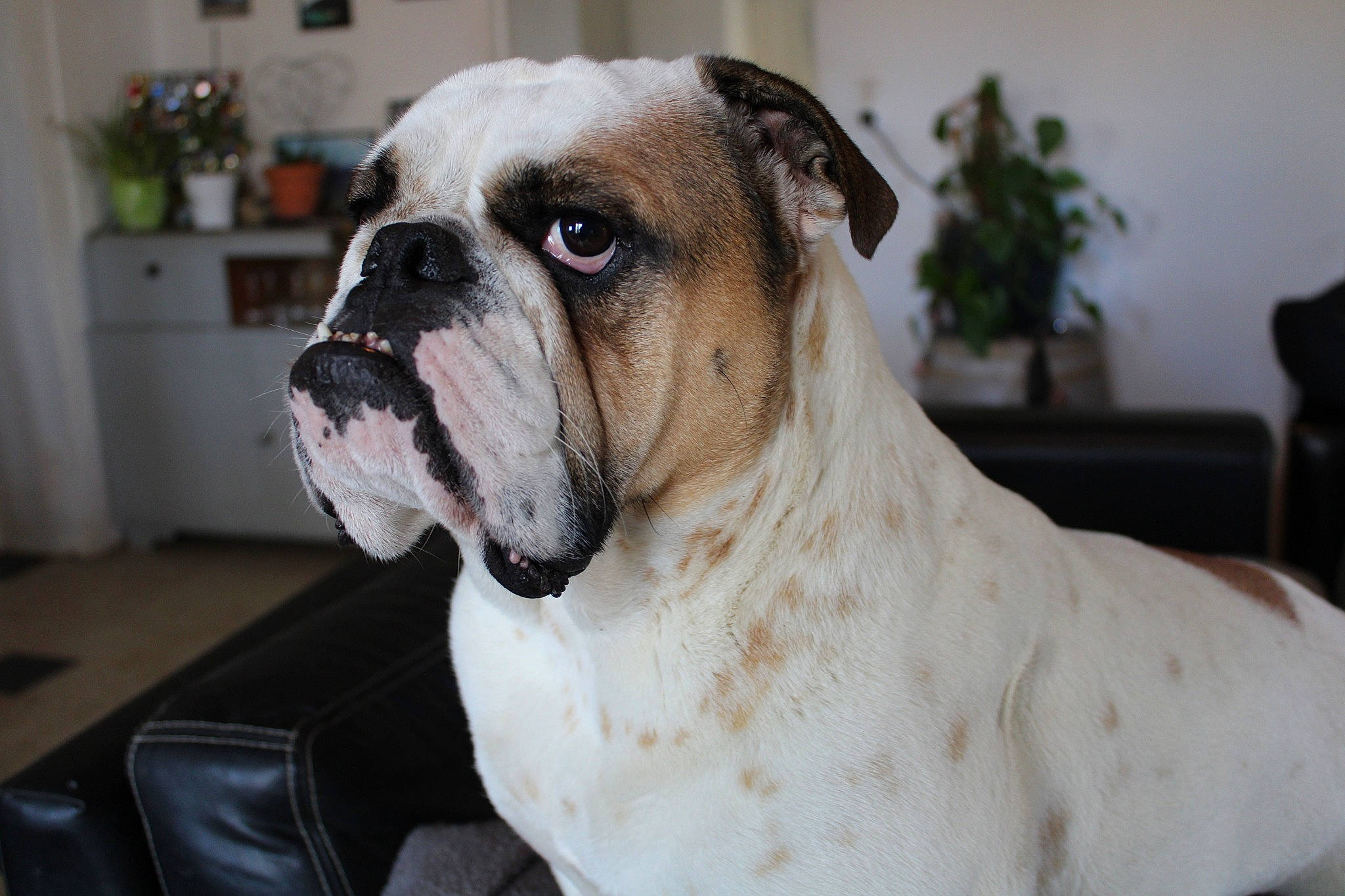 Maggy a rejoint le concours — aidez-le/la à gagner de superbes lots ! american_bulldog, australian_bulldog, bulldog, canidae, carnivore, companion_dog, dog, dog_breed, mammal, molosser, non_sporting_group, nose, old_english_bulldog, olde_english_bulldogge, skin, snout, toy_bulldog, valley_bulldog, vertebrate, white_english_bulldog