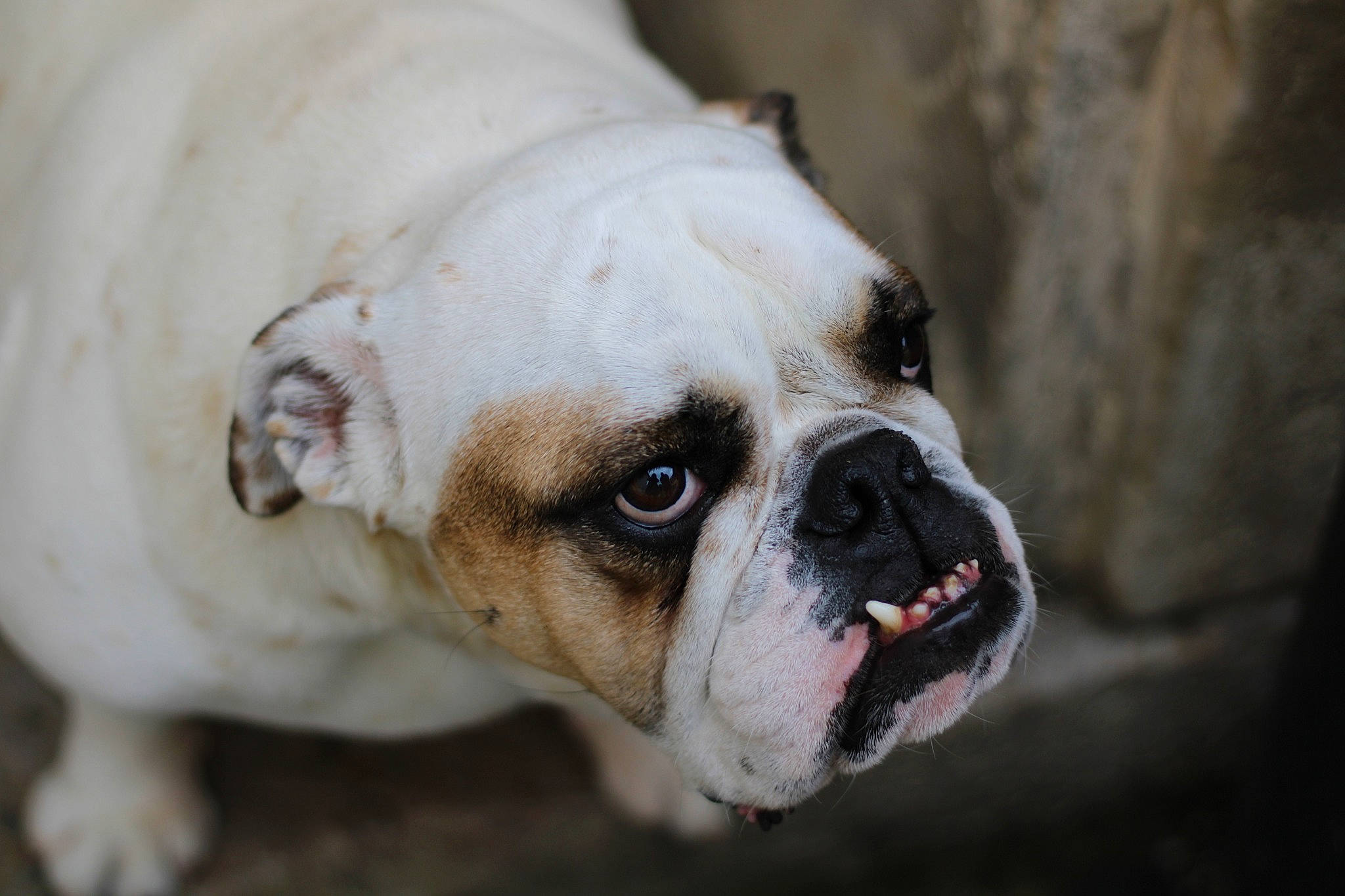 Maggy participe au concours pour gagner de l'argent avec cette photo : australian_bulldog, british_bulldogs, bulldog, canidae, carnivore, companion_dog, dog, dog_breed, dorset_olde_tyme_bulldogge, mammal, non_sporting_group, nose, old_english_bulldog, olde_english_bulldogge, skin, snout, toy_bulldog, valley_bulldog, vertebrate, white_english_bulldog