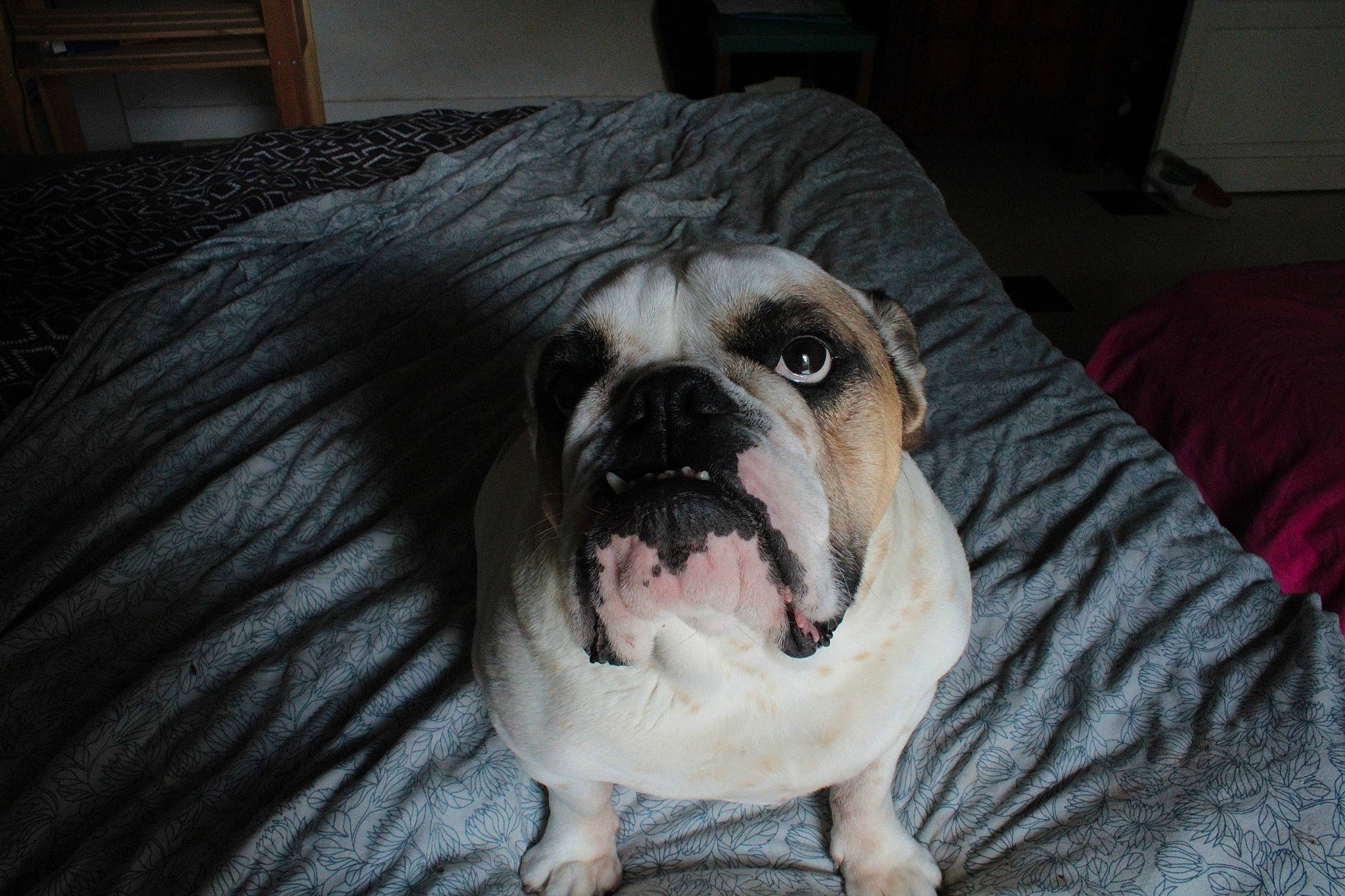 Maggy a rejoint le concours — aidez-le/la à gagner de superbes lots ! american_bulldog, australian_bulldog, bulldog, canidae, carnivore, companion_dog, dog, dog_breed, facial_expression, mammal, non_sporting_group, nose, old_english_bulldog, olde_english_bulldogge, skin, snout, toy_bulldog, vertebrate, white_english_bulldog, wrinkle