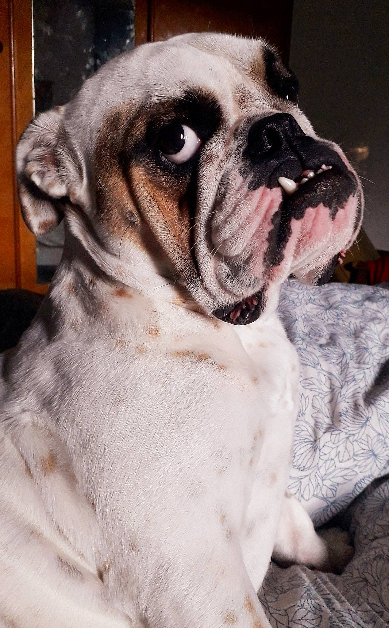 Maggy participe au concours pour gagner de l'argent avec cette photo : american_bulldog, australian_bulldog, british_bulldogs, bulldog, canidae, carnivore, companion_dog, dog, dog_breed, mammal, non_sporting_group, old_english_bulldog, olde_english_bulldogge, renascence_bulldogge, skin, snout, toy_bulldog, valley_bulldog, vertebrate, white_english_bulldog