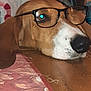 dog, glasses, brown, white, snout, table, fabric, indoor, pet, closeup, resting, face, animal, domestic_animal, eyewear, cute, mammal, nose, fur, sleepy