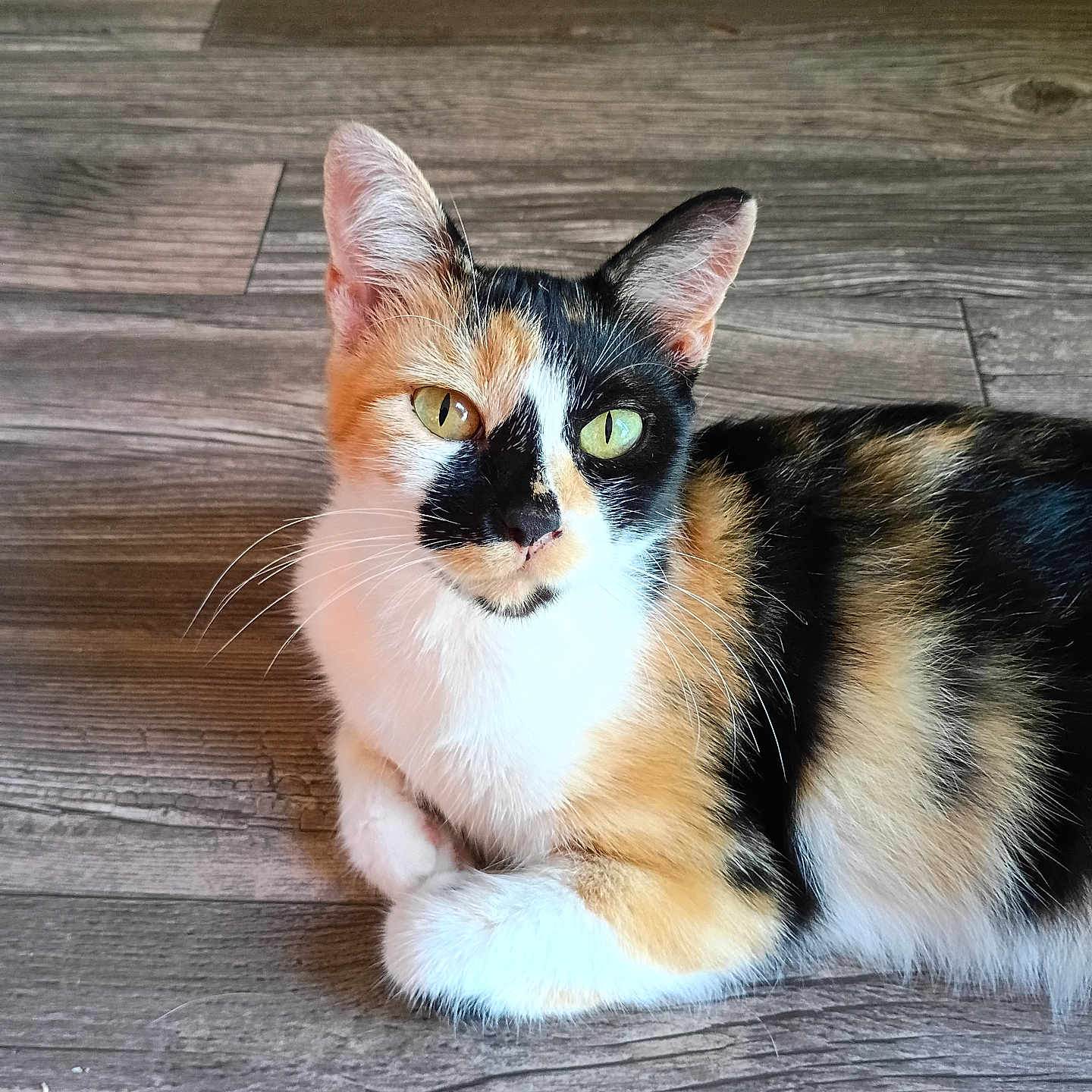 Kasha