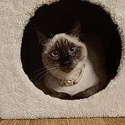 Safia participe au concours pour gagner de l'argent avec cette photo : cat, siamese, blue_eyes, cat_condo, plush, wooden_floor, indoor, pet, animal, cozy, curious, feline, cute, sitting, collar, fur, whiskers, ears, face, home