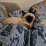Safia participe au concours pour gagner de l'argent avec cette photo : animal, blanket, blue, cat, close_up, comfort, cozy, cute, feline, fur, home, indoor, pattern, pet, relaxed, resting, siamese_cat, sleeping, soft, yellow_stars