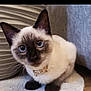 cat, kitten, siamese_cat, blue_eyes, collar, pet, animal, domestic_cat, fur, whiskers, cute, indoor, closeup, portrait, sitting, curious, soft_surface, ears, paws, feline