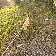 Safia participe au concours pour gagner de l'argent avec cette photo : adventure, animal, backyard, bushes, car, cat, curious, daylight, exploring, grass, gravel, ground, leash, nature, outdoor, pet, siamese_cat, sunlight, sunny, walking