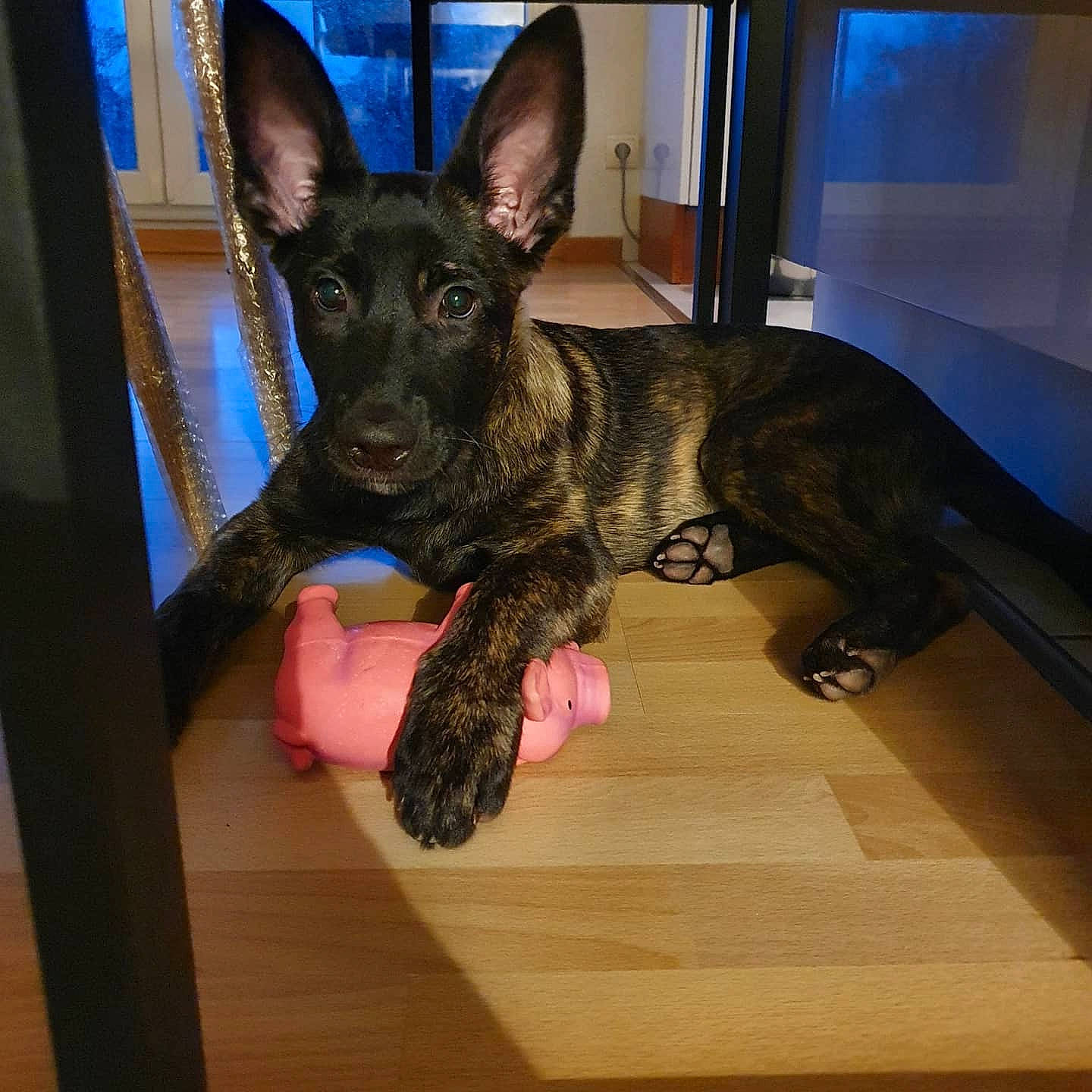 Pixel participe au concours pour gagner de l'argent avec cette photo : canidae, carnivore, dog, dog_breed, dutch_shepherd_dog, ear, formosan_mountain_dog, mammal, rare_breed_dog, snout, vertebrate