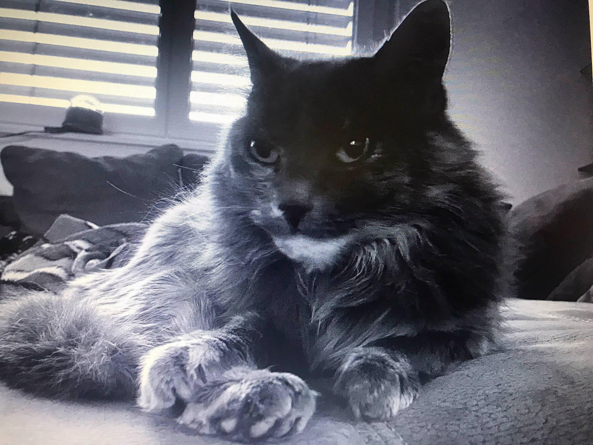 Grisouille a rejoint le concours — aidez-le/la à gagner de superbes lots ! black_and_white, black_cat, carnivore, cat, claw, domestic_short_haired_cat, felidae, fur, grey, monochrome, monochrome_photography, paw, small_to_medium_sized_cats, snout, style, tail, tints_and_shades, whiskers, window, window_blind