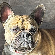 Viking participe au concours pour gagner de l'argent avec cette photo : dog, french_bulldog, pet, close_up, portrait, wrinkled_face, bat_ears, brown_fur, short_muzzle, snout, nose, whiskers, sleepy_expression, indoor, wood_floor, texture, companion, mammal, cute, closeup_portrait