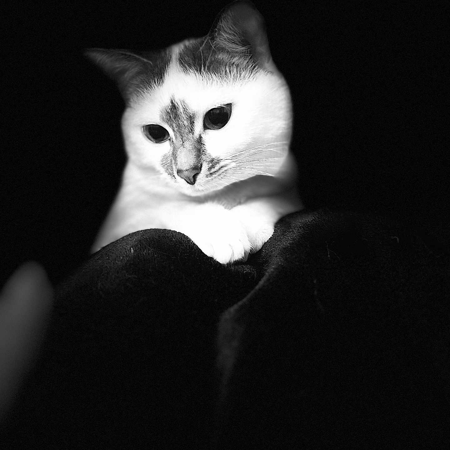 Twiksy participe au concours pour gagner de l'argent avec cette photo : abyssinian, angora, animal, blackcat, cat, face, head, kitten, manx, person, pet, photography, portrait, siamese