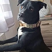 Marley participe au concours pour gagner de l'argent avec cette photo : dog, black_dog, pet, collar, indoor, window, curious, brown_eyes, white_chest, furniture, curtain, wooden_floor, cabinet, domestic_animal, mammal, alert, standing, side_view, closeup, natural_light
