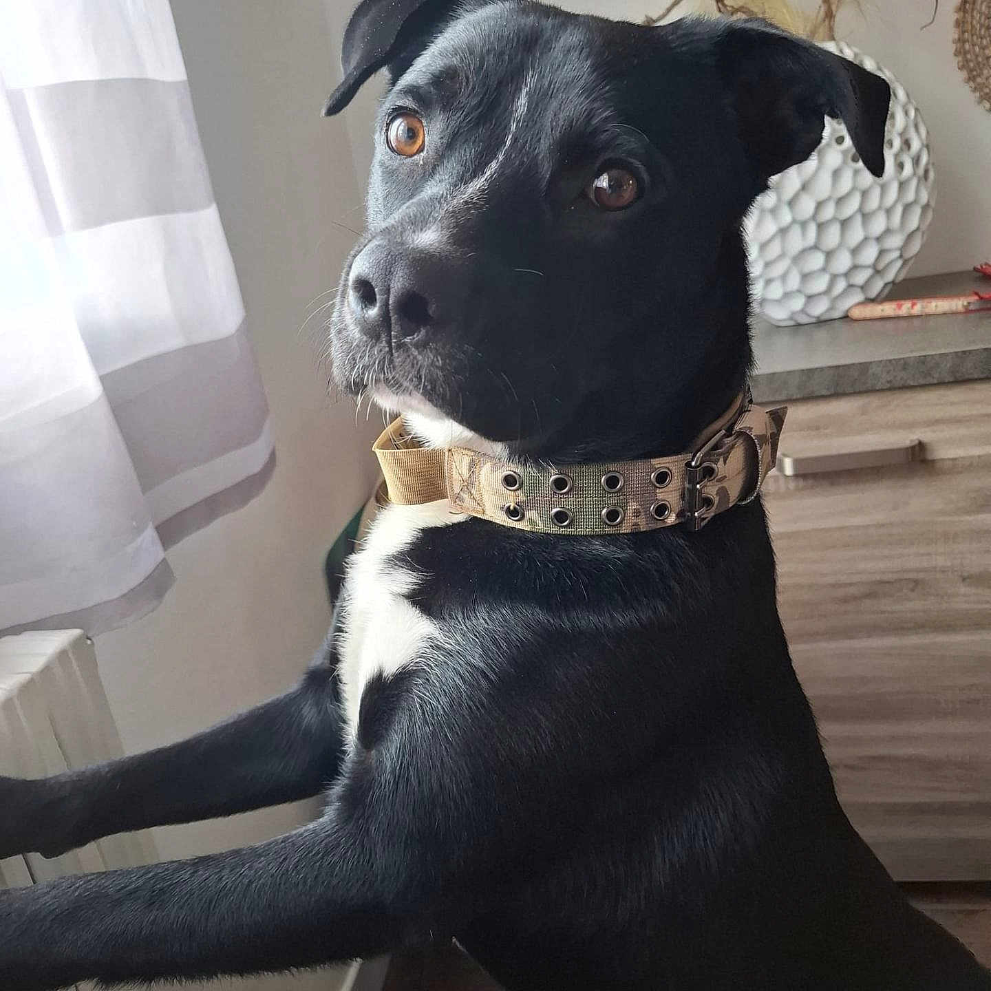 Marley participe au concours pour gagner de l'argent avec cette photo : alert, black_dog, brown_eyes, cabinet, closeup, collar, curious, curtain, dog, domestic_animal, furniture, indoor, mammal, natural_light, pet, side_view, standing, white_chest, window, wooden_floor