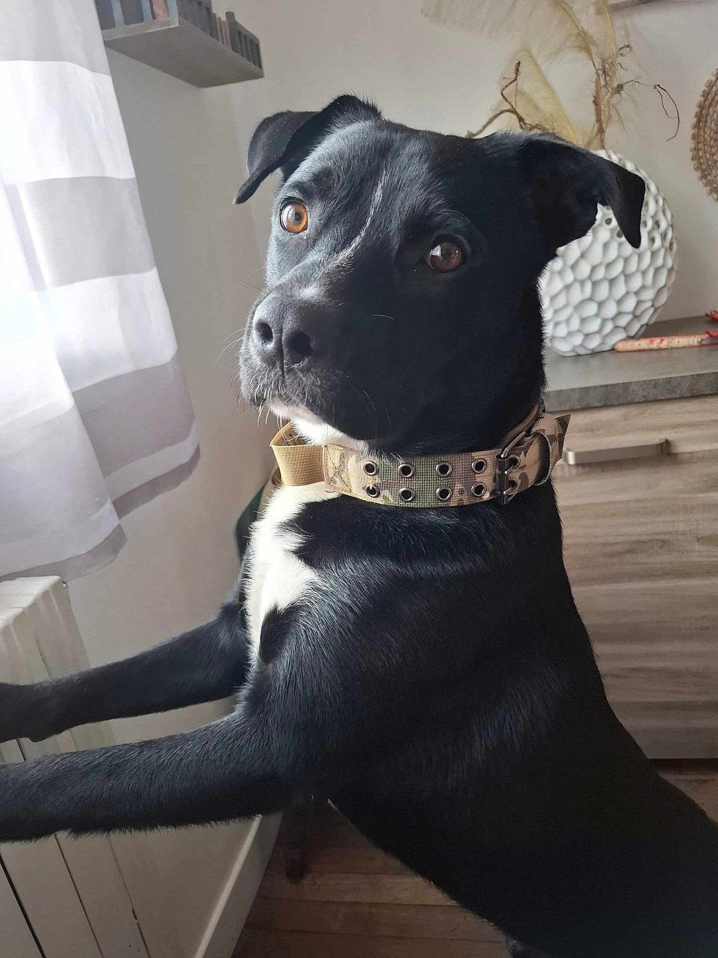 Marley participe au concours pour gagner de l'argent avec cette photo : dog, black_dog, pet, collar, indoor, window, curious, brown_eyes, white_chest, furniture, curtain, wooden_floor, cabinet, domestic_animal, mammal, alert, standing, side_view, closeup, natural_light