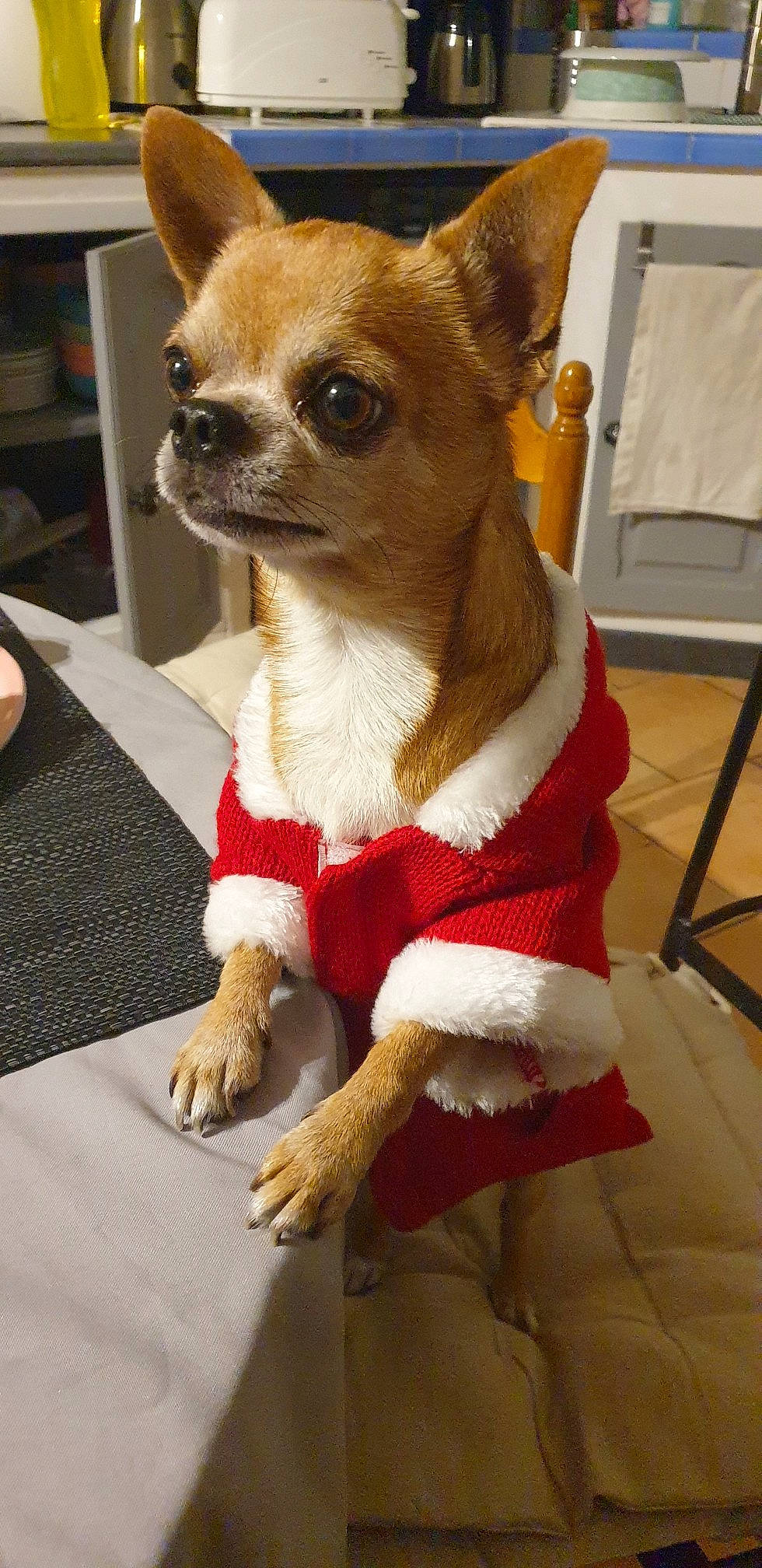 Matt a rejoint le concours — aidez-le/la à gagner de superbes lots ! canidae, carnivore, chihuahua, collar, companion_dog, corgi_chihuahua, dog, dog_breed, dog_clothes, dog_collar, dog_supply, fawn, fur, snout, sporting_group, tail, terrestrial_animal, toy_dog, whiskers, working_animal