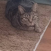 Chloe is registered to the contest to win money with this photo: cat, tabby, carpet, floor, pet, animal, feline, indoor, relaxed, looking, fur, whiskers, ears, paws, home, cozy, texture, brown, beige, wood