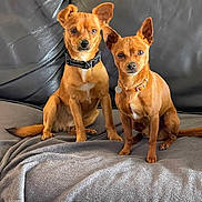 Chip Et Cookie a rejoint le concours — aidez-le/la à gagner de superbes lots ! dog, pets, brown_dog, collar, leather_couch, blanket, indoor, sitting, two_dogs, alert, small_dog, companions, fur, ears, cute, domestic_animal, animal, friendship, household, resting