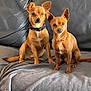 dog, pets, brown_dog, collar, leather_couch, blanket, indoor, sitting, two_dogs, alert, small_dog, companions, fur, ears, cute, domestic_animal, animal, friendship, household, resting