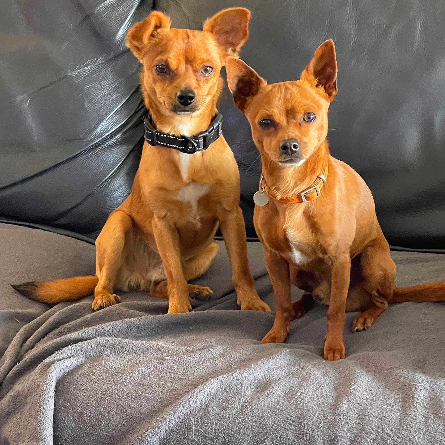 Chip Et Cookie a rejoint le concours — aidez-le/la à gagner de superbes lots ! alert, animal, blanket, brown_dog, collar, companions, cute, dog, domestic_animal, ears, friendship, fur, household, indoor, leather_couch, pets, resting, sitting, small_dog, two_dogs