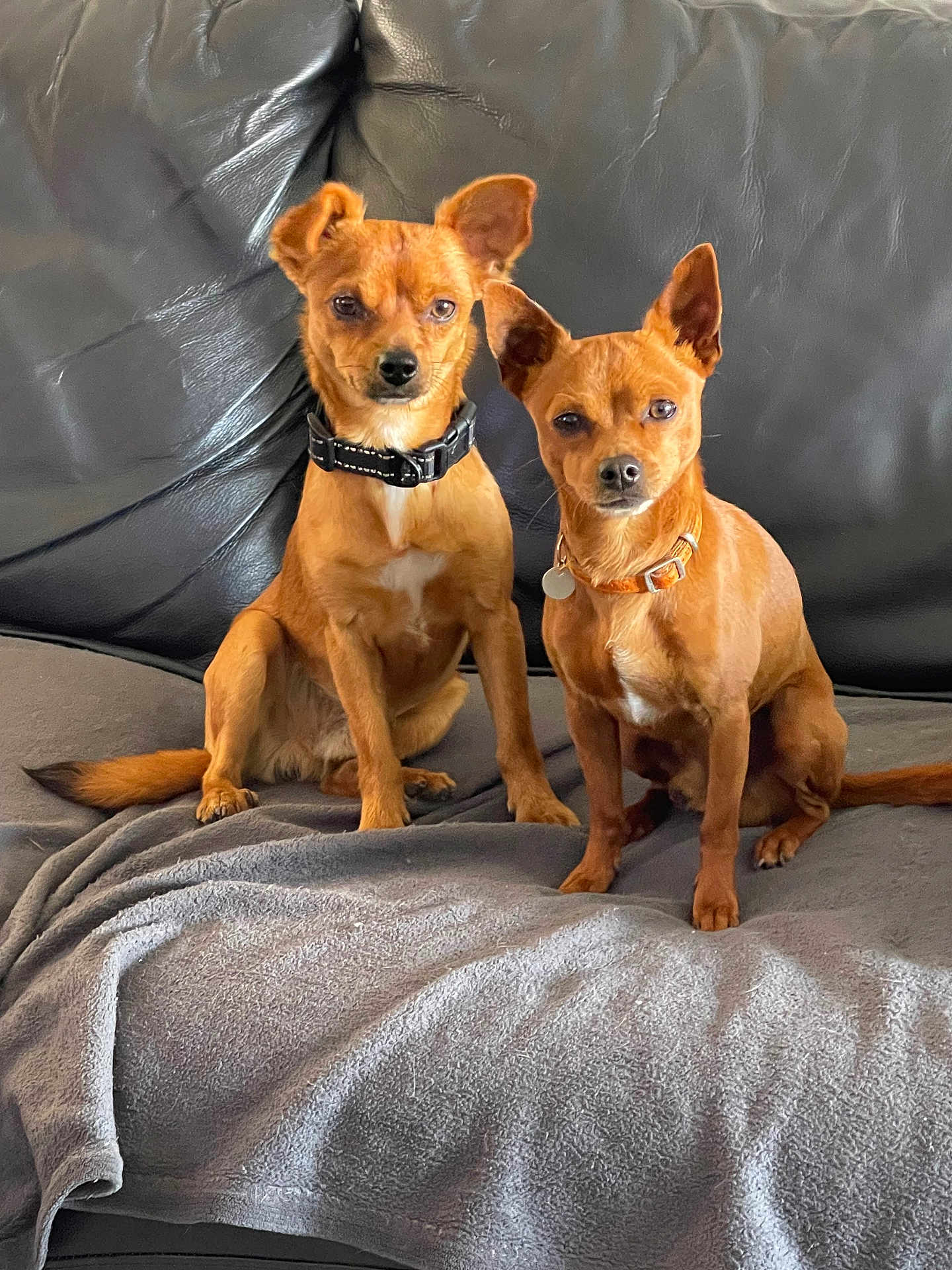 Chip Et Cookie a rejoint le concours — aidez-le/la à gagner de superbes lots ! dog, pets, brown_dog, collar, leather_couch, blanket, indoor, sitting, two_dogs, alert, small_dog, companions, fur, ears, cute, domestic_animal, animal, friendship, household, resting