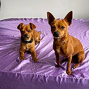 Chip Et Cookie a rejoint le concours — aidez-le/la à gagner de superbes lots ! animal, bed, brown_dog, canine, collar, companion, cute, dog, domestic_animal, fur, indoor, lying_down, mattress, pet, purple_bed_sheet, relaxed, resting, sitting, small_dog, two_dogs