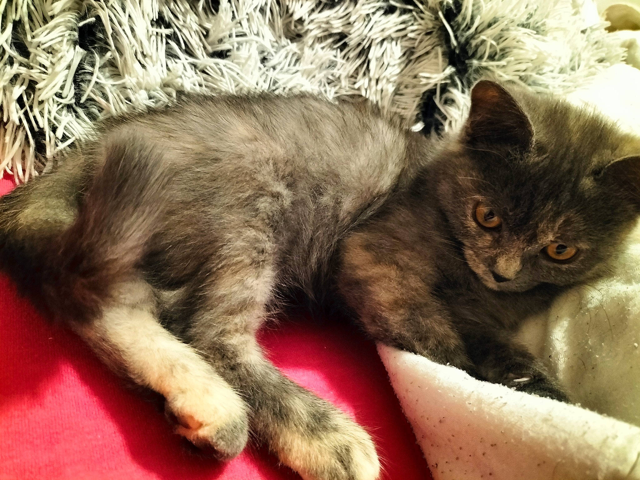 Gaïa a rejoint le concours — aidez-le/la à gagner de superbes lots ! carnivore, cat, claw, comfort, domestic_short_haired_cat, fawn, felidae, fur, nap, paw, small_to_medium_sized_cats, snout, tail, terrestrial_animal, whiskers