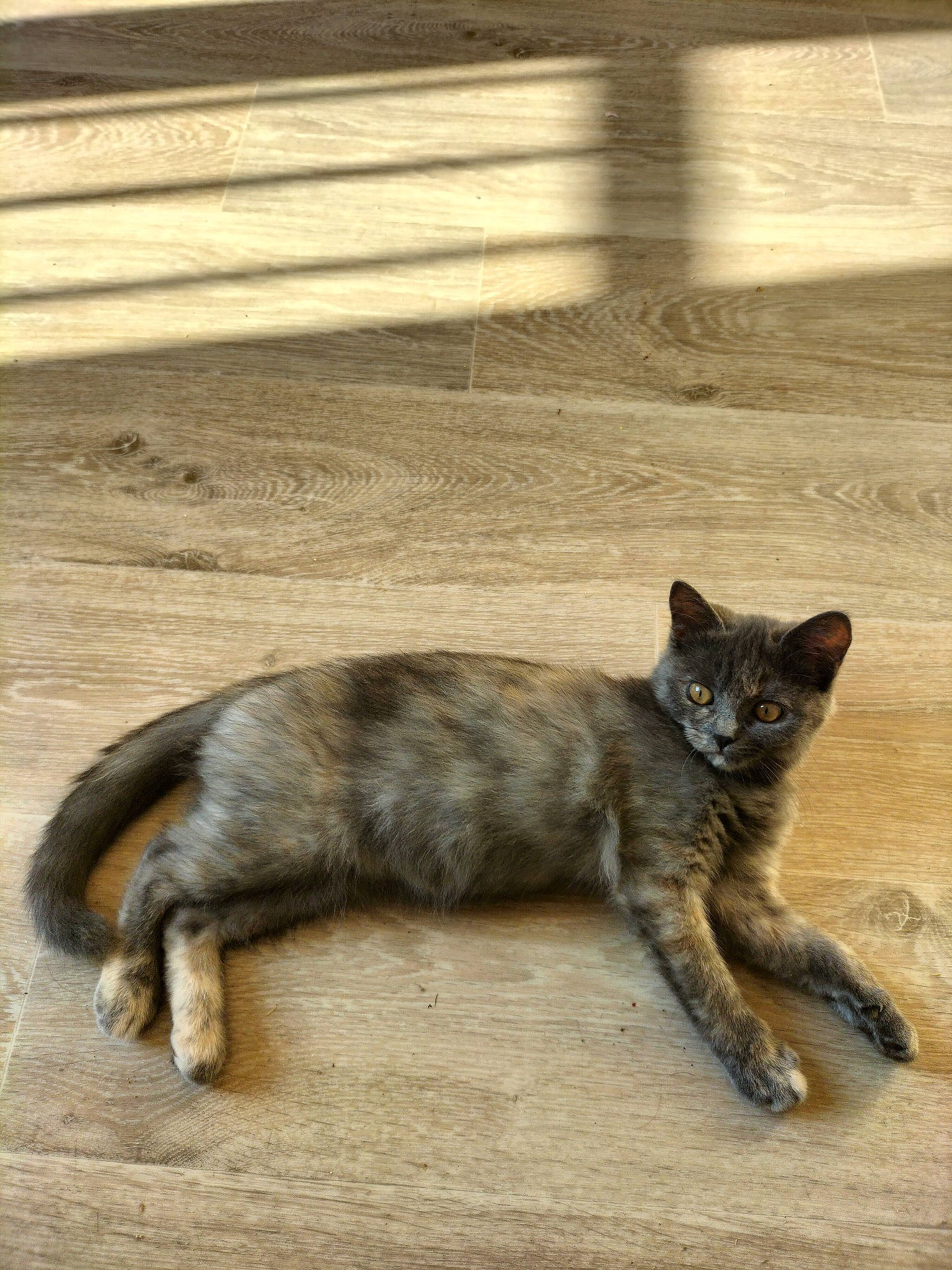 Gaïa a rejoint le concours — aidez-le/la à gagner de superbes lots ! carnivore, cat, claw, domestic_short_haired_cat, fawn, felidae, flooring, fur, hardwood, paw, sitting, small_to_medium_sized_cats, snout, tail, terrestrial_animal, whiskers, wildlife, wood