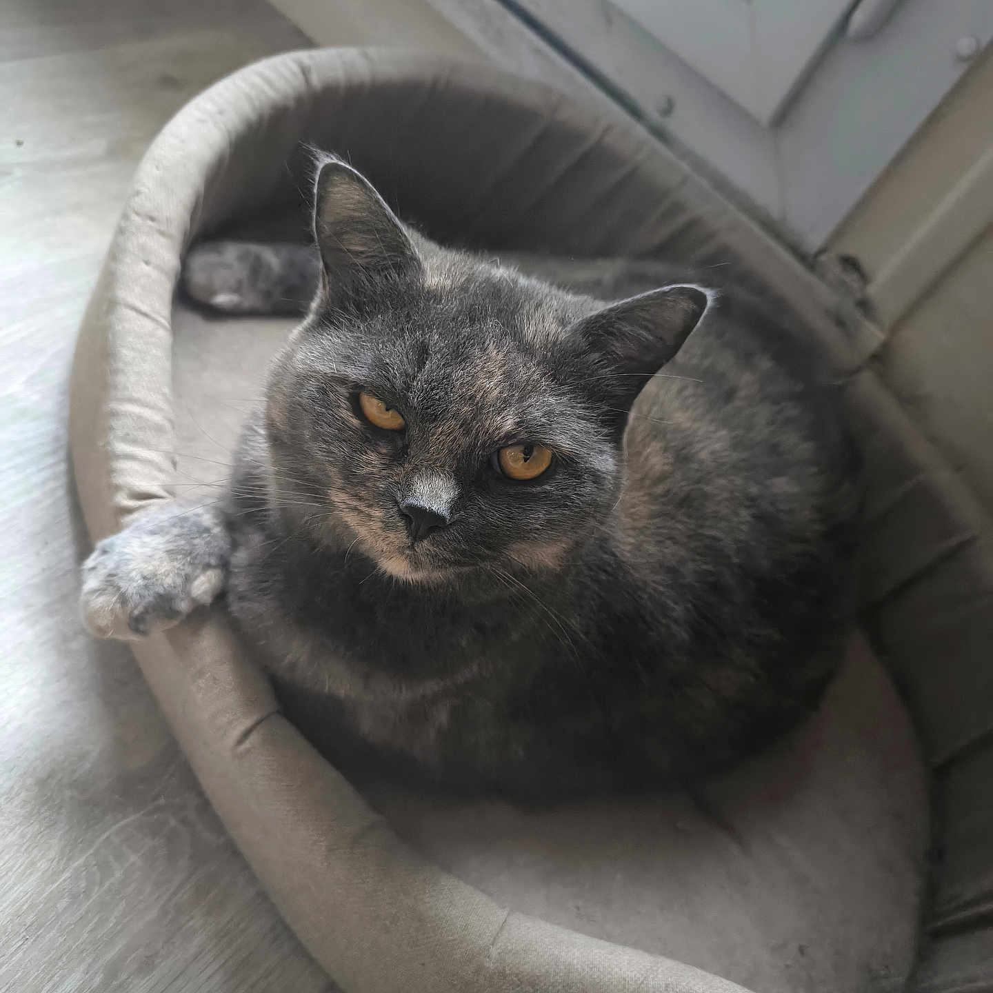 Gaïa participe au concours pour gagner de l'argent avec cette photo : abyssinian, animal, armchair, blackcat, brasssection, canine, cat, chair, couch, cushion, dog, furniture, homedecor, horn, indoors, interiordesign, kitten, manx, musicalinstrument, pet