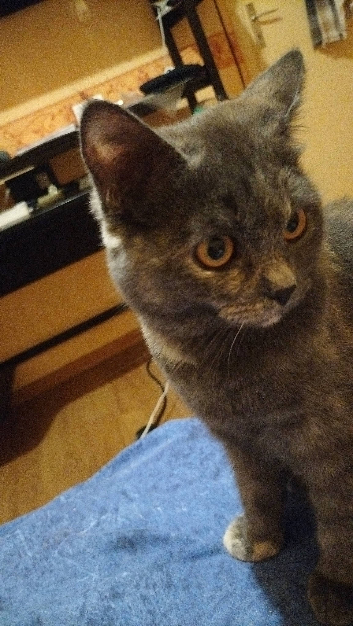 Gaïa a rejoint le concours — aidez-le/la à gagner de superbes lots ! carnivore, cat, chartreux, claw, domestic_short_haired_cat, felidae, fur, paw, small_to_medium_sized_cats, tail, terrestrial_animal, whiskers, window