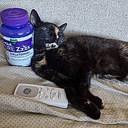 Brownie is registered to the contest to win money with this photo: blanket, cat, closed_eyes, container, couch, fur, household_item, indoor, melatonin_bottle, paws, pet, purple_lid, relaxed, remote_control, sleep, sleeping_cat, sofa_texture, tortoiseshell_cat, upholstery, whiskers