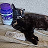 blanket, cat, closed_eyes, container, couch, fur, household_item, indoor, melatonin_bottle, paws, pet, purple_lid, relaxed, remote_control, sleep, sleeping_cat, sofa_texture, tortoiseshell_cat, upholstery, whiskers