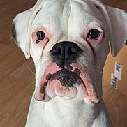 Valyria participe au concours pour gagner de l'argent avec cette photo : animal, background, black_markings, boxer, cage, canine, closeup, dog, ears, face, floor, fur, household_items, indoor, nose, pet, pink_skin, sitting, white_dog, wooden_floor