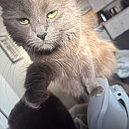 Pop Tart is registered to the contest to win money with this photo: animal, cabinet, cat, closeup, cozy, curious, feline, fluffy, glasses, gray_fur, green_eyes, home, indoor, kitchen, person, pet, short_hair, shoulder, soft_light, whiskers