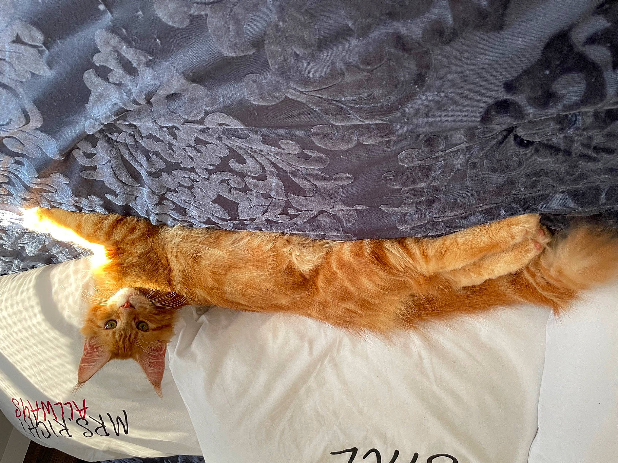 Sudase joined the competition — help win amazing prizes! bedding, bedroom, embellishment, fashion_accessory, fashion_design, fawn, feather, felidae, formal_wear, fur, linens, pattern, peach, sleeve, small_to_medium_sized_cats, table, tail, textile, waist, wood