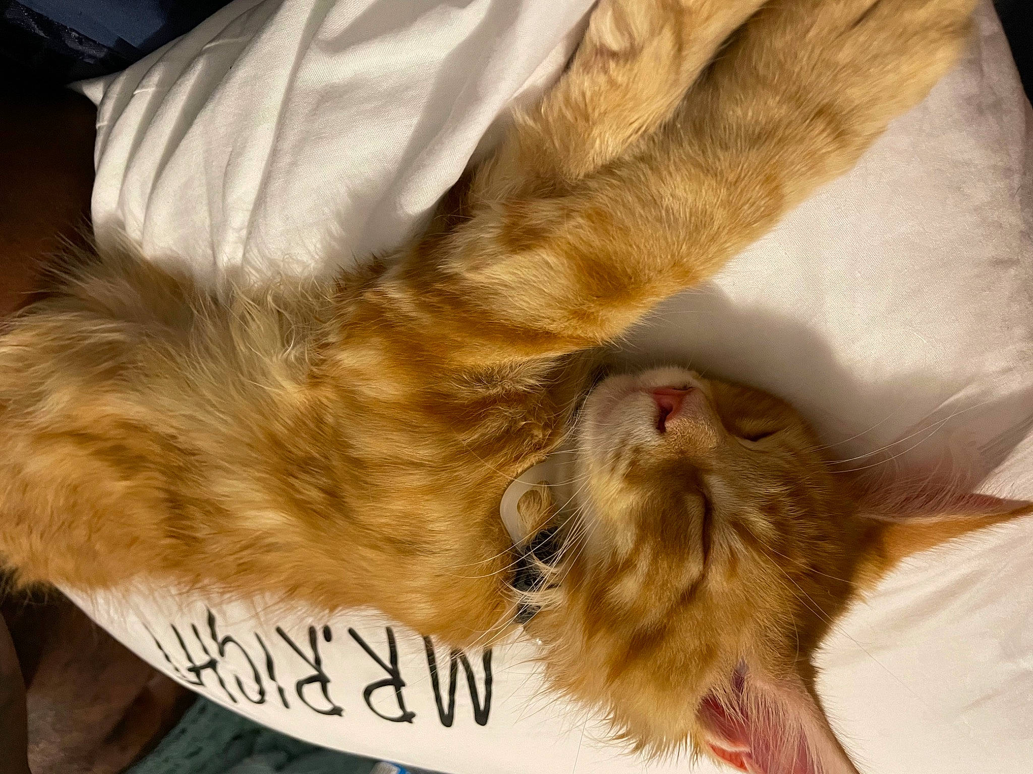 Sudase is registered to the contest to win money with this photo: canidae, carnivore, cat, claw, comfort, dog_breed, domestic_short_haired_cat, ear, fawn, felidae, fur, handwriting, liver, natural_material, paw, small_to_medium_sized_cats, sporting_group, tail, terrestrial_animal, whiskers