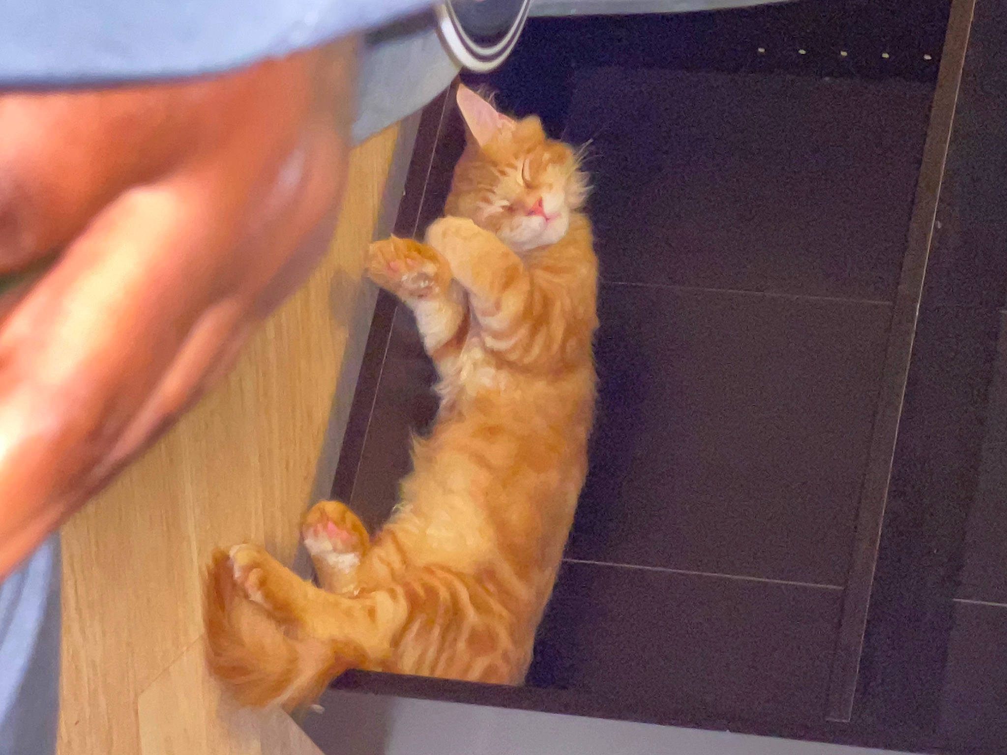 Sudase joined the competition — help win amazing prizes! carnivore, cat, claw, domestic_short_haired_cat, fawn, felidae, finger, flooring, foot, fur, gesture, hand, hardwood, nail, paw, small_to_medium_sized_cats, snout, tail, whiskers, wood