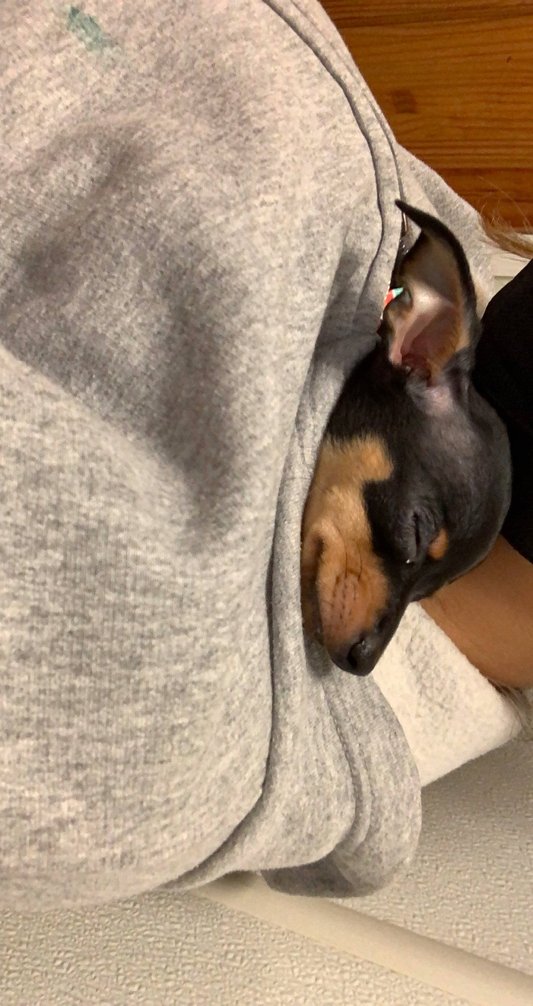 Kloe joined the competition — help win amazing prizes! canidae, carnivore, comfort, companion_dog, dog, dog_breed, dog_supply, ear, fawn, fur, grey, guard_dog, paw, sleeve, snout, sporting_group, terrestrial_animal, terrier, toy_dog, whiskers