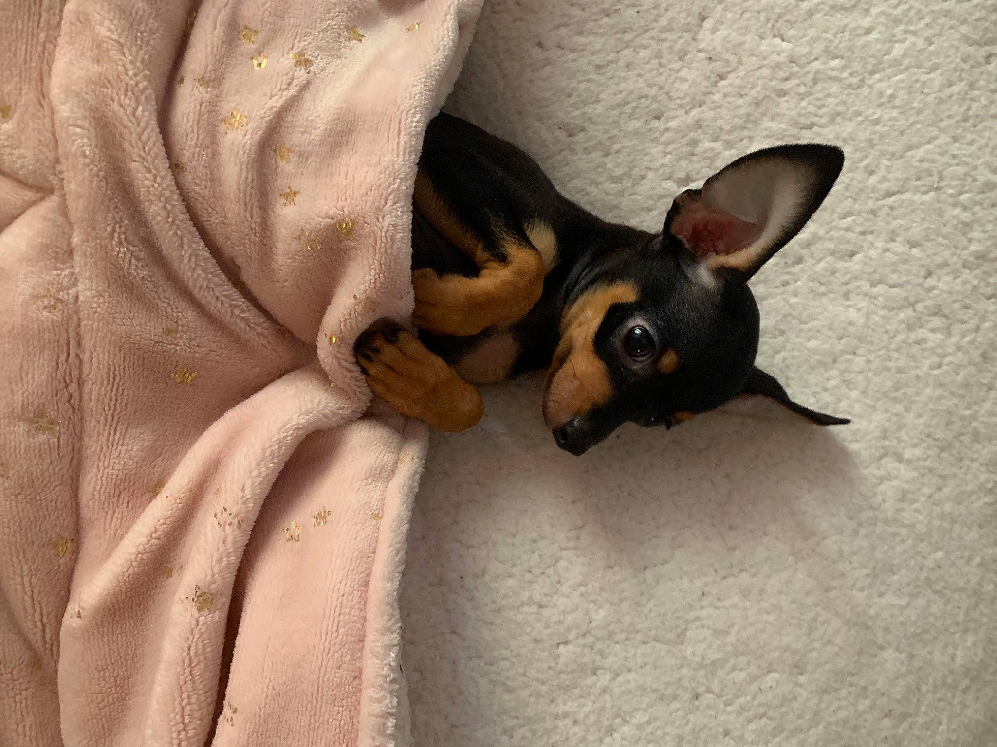 Kloe is registered to the contest to win money with this photo: brown, canidae, carnivore, chihuahua, comfort, companion_dog, dog, dog_breed, ear, fawn, fur, paw, pinscher, prazsky_krysarik, russkiy_toy, sporting_group, terrestrial_animal, toy_dog, whiskers, working_animal