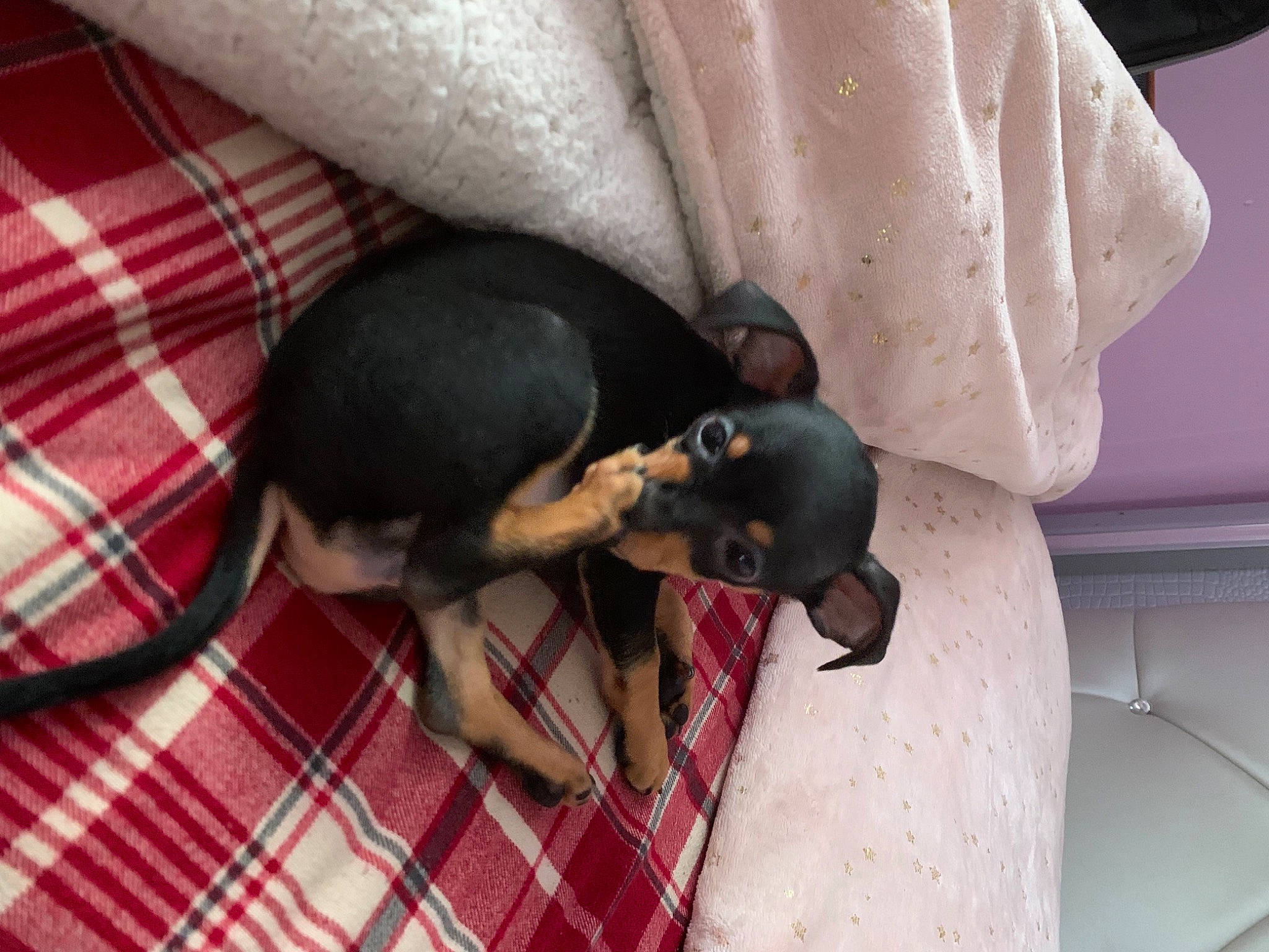 Kloe joined the competition — help win amazing prizes! carnivore, comfort, companion_dog, dog, dog_breed, dog_supply, ear, fawn, linens, montenegrin_mountain_hound, pattern, pet_supply, pinscher, plaid, snout, sporting_group, tail, tartan, toy_dog, working_animal