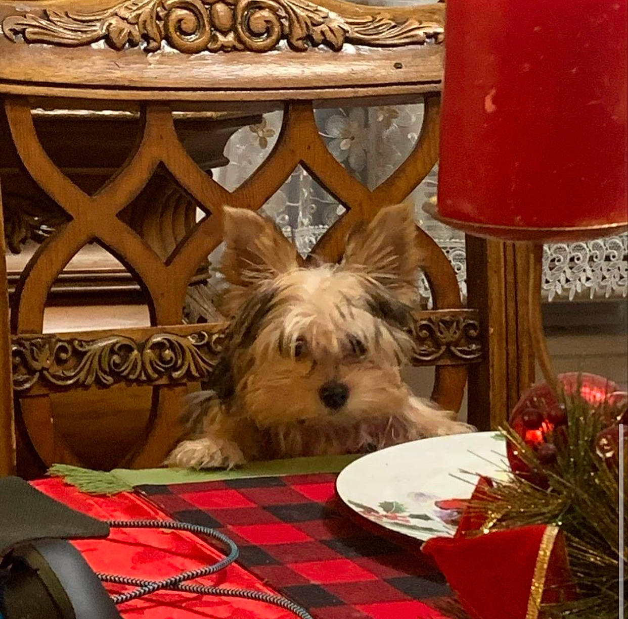 Toby joined the competition — help win amazing prizes! basket, canidae, carnivore, companion_dog, dog, dog_breed, dog_supply, event, fawn, holiday, pet_supply, small_terrier, snout, sporting_group, tablecloth, terrier, toy, toy_dog, wood, working_animal