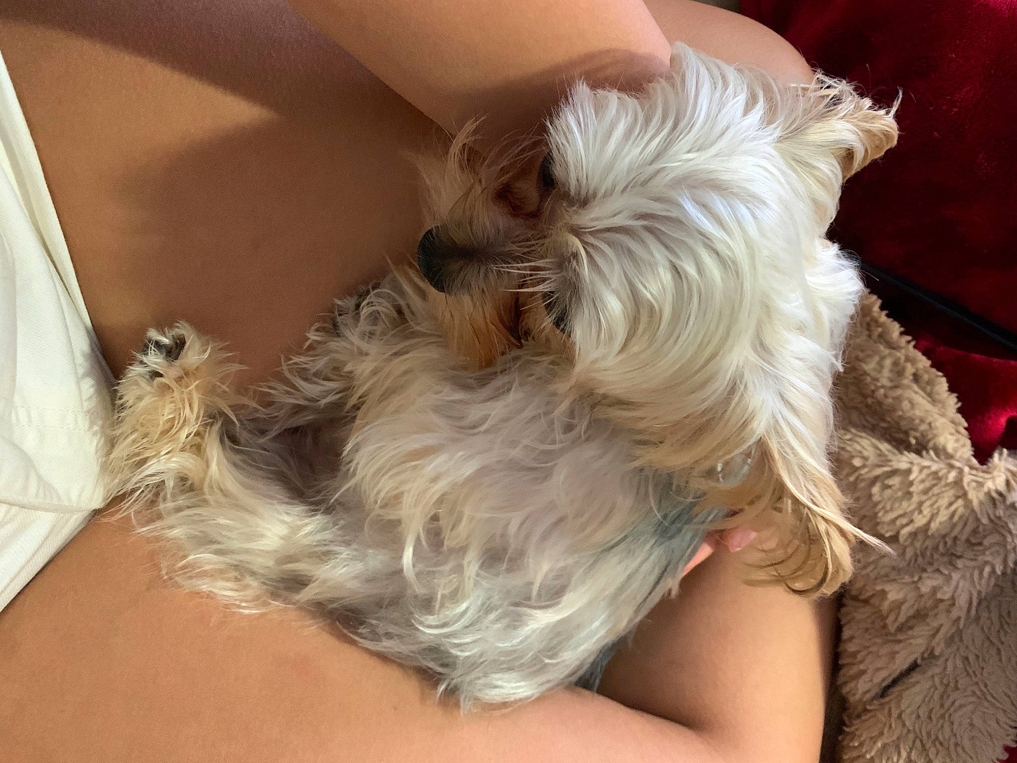 Toby is registered to the contest to win money with this photo: blond, brown_hair, canidae, carnivore, comfort, companion_dog, dog, dog_breed, dog_supply, ear, fashion_accessory, fawn, fur, liver, long_hair, small_terrier, sporting_group, terrier, toy_dog, working_animal