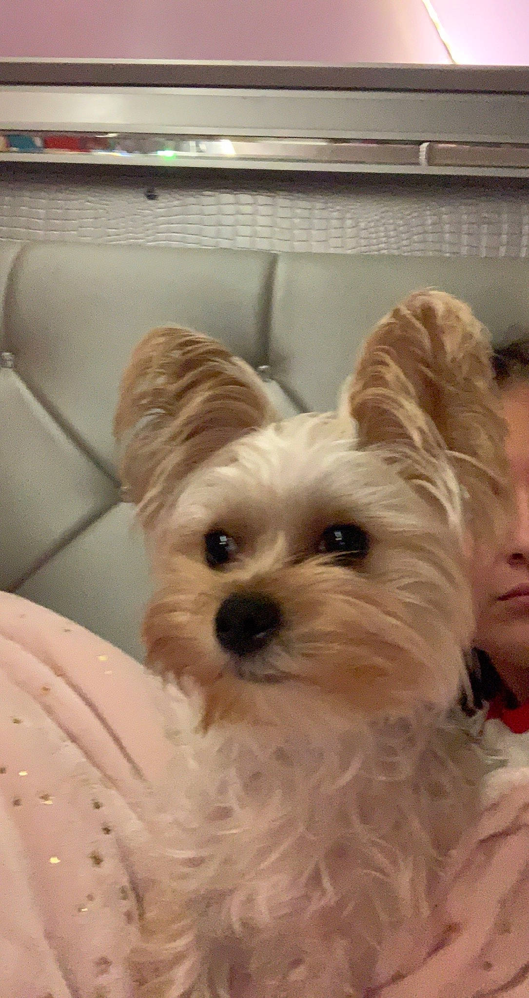 Toby joined the competition — help win amazing prizes! biewer_terrier, canidae, carnivore, comfort, companion_dog, dessert, dog, dog_breed, dog_supply, fawn, fur, head, small_terrier, snout, sporting_group, terrestrial_animal, terrier, toy_dog, whiskers, working_animal