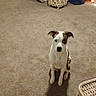 Ethel joined the competition — help win amazing prizes! dog, white_dog, brown_patches, sitting, indoors, carpet, living_room, pet, portrait, looking_at_camera, floppy_ears, black_nose, brown_eyes, alert, home, wicker_basket, pet_bed, furniture, cozy, animal