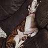 Ethel is registered to the contest to win money with this photo: dog, puppy, sleeping, upside_down, lying_down, couch, sofa, blanket, pink_collar, white_fur, brown_fur, spotted_fur, paws, tongue, closed_eyes, indoor, living_room, cozy, relaxed, pet