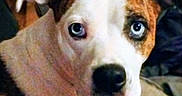Ethel is registered to the contest to win money with this photo: dog, canine, pet, portrait, close_up, wide_eyes, blue_eyes, brown_and_white, short_hair, floppy_ears, black_nose, indoor, home, blanket, couch, seated, looking_at_camera, cute, curious, animal