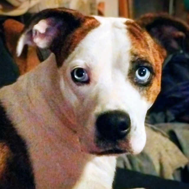 Ethel is registered to the contest to win money with this photo: dog, canine, pet, portrait, close_up, wide_eyes, blue_eyes, brown_and_white, short_hair, floppy_ears, black_nose, indoor, home, blanket, couch, seated, looking_at_camera, cute, curious, animal