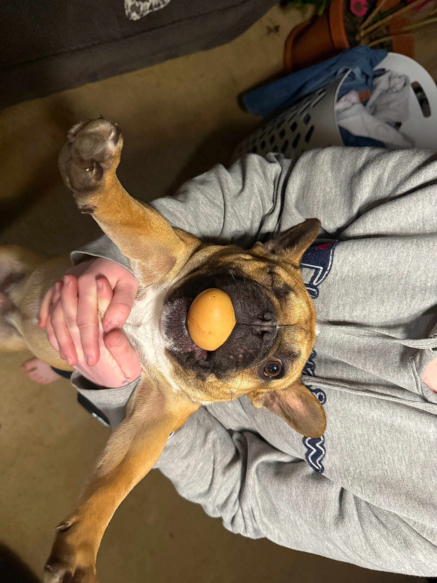 Maverick joined the competition — help win amazing prizes! dog, pet, playing, indoor, person, hands, gray_hoodie, floor, carpet, laundry_basket, clothing, brown_dog, mouth, paws, toy, funny, casual, home, animal, cute