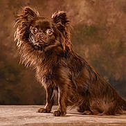 Shelby participe au concours pour gagner de l'argent avec cette photo : dog, long_hair, brown, pet, animal, portrait, studio, posing, fur, ears, sitting, cute, indoors, canine, looking, furry, mammal, companion, adorable, photography