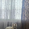 dog, white_dog, pet, indoor, curtains, window, sheer_curtains, floral_pattern, cushion, resting, cozy, soft_light, comfortable, furniture, home, relaxed, small_dog, fur, domestic_animal, quiet